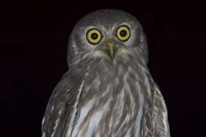 Barking Owl - close-up