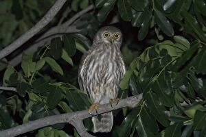 Images Dated 11th May 2004: Barking Owl - Named for its call, a doglike ‘wuf wuf At Katherine, Northern Territory, Australia