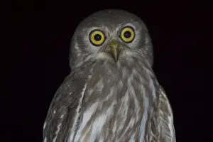 Barking Owl - Named for its call, a doglike ‘wuf wuf Near Katherine, Northern Territory, Australia. Inhabits woodland and open country with stands of trees