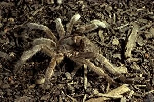 Images Dated 25th July 2006: Barking spider / Bird-eating spider - Also called whistling spider as it makes an audible hiss if
