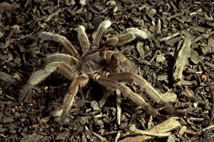 Images Dated 25th July 2006: Barking spider / Bird-eating spider - Also called whistling spider as it makes an audible hiss if