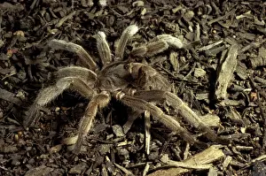 Bird Eating Prints: Barking spider / Bird-eating spider - Also called whistling spider as it makes an audible hiss if disturbed