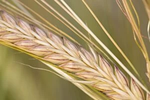 Barley - ripening seeds