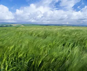 Present Idea Prints: Barlwy Field - with blue sky & clouds UK