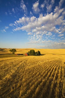 Barn Gallery: Barn among fields at harvest time, Palouse