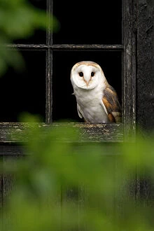 Window Gallery: Barn Owl