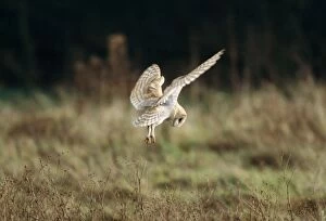 Images Dated 20th July 2005: Barn Owl