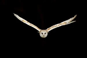 Prey Gallery: Barn Owl