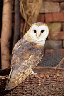 Images Dated 20th July 2005: Barn Owl - in barn