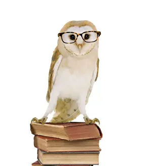 Equipment Prints: Barn Owl - with books - wearing glasses Digital Manipulation: Books (JD) Glasses (Su)