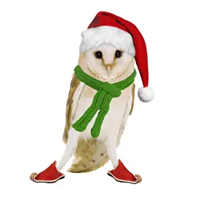 Christmas Prints: Barn Owl Digital Manipulation: Hat & Shoes Su - Scarf JD