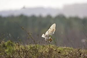 Barn Owl - Diving for prey