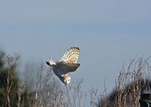 Images Dated 10th February 2008: Barn Owl - Diving on prey - Norfolk U. K