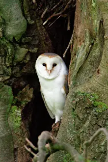 Owls Prints: Barn Owl - at entrance of nesting hole, Northumberland, UK
