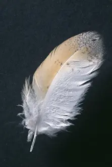 Feather Prints: Barn Owl Feather