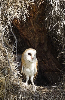 Barn Owl Gallery: Barn Owl - female at the entrance of its nest