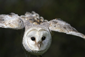 Images Dated 28th October 2003: Barn Owl - in flight