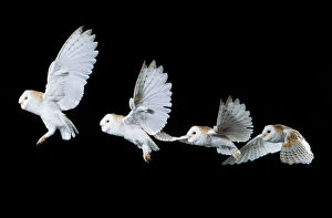 Nocturnal Gallery: Barn OWL - in flight