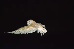 Barn Owl - in flight