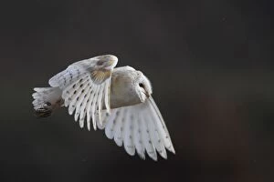 Images Dated 21st February 2008: Barn Owl - in flight