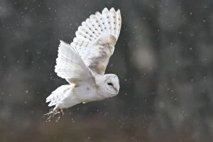 Images Dated 21st February 2008: Barn Owl - in flight