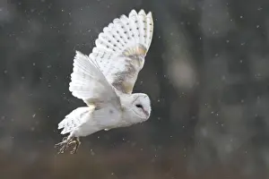 Bird Prints: Barn Owl - in flight