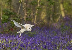 Barn Owl in flight in Bluebell wood controlled conditions