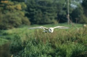BARN OWL - in flight over field
