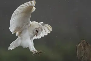 Barn Owl - in flight about to land on post