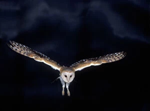 Images Dated 3rd August 2005: Barn Owl - in flight, at night