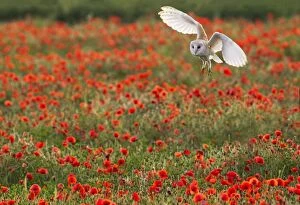 Barn Owl in flight over Poppy meadow controlled