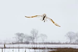Images Dated 5th February 2012: Barn Owl - in flight with prey over snow covered meadow