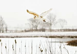 Images Dated 5th February 2012: Barn Owl - in flight over snow covered meadow