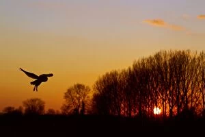 Images Dated 2nd February 2012: Barn Owl - in flight at sunset