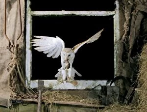 Bred Gallery: Barn Owl - Flying through open window, captive