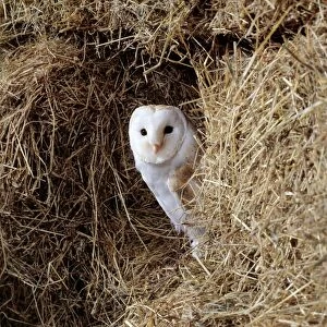 Barn OWL - on hay
