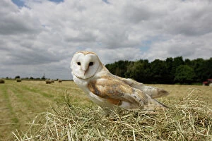 Images Dated 30th June 2008: Barn owl - in hayfield Bedfordshire UK