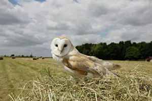 Owls Prints: Barn owl - in hayfield Bedfordshire UK