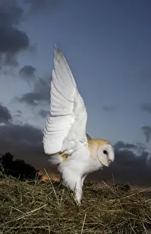 Dusk Prints: Barn owl - in hayfield at dusk Bedfordshire UK