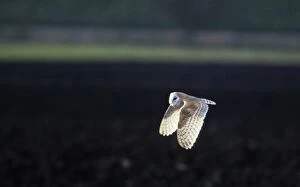 Barn Owl - Hunting