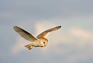 Barn Owl - Hunting in daylight