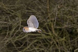 Images Dated 21st March 2008: Barn Owl - Hunting in daylight
