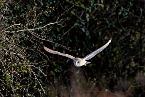Images Dated 21st March 2008: Barn Owl - Hunting in evening