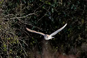 Dusk Prints: Barn Owl - Hunting in evening - Norfolk, U. K