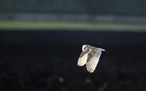 Barn Owl - Hunting Ouse Washes, Norfolk UK BI005861