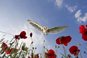 Images Dated 19th June 2012: Barn Owl - hunting in Poppies
