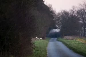 Images Dated 3rd February 2007: Barn Owl, hunting beside road in evening, Norfolk, U.K
