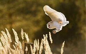 Images Dated 19th October 2011: Barn Owl - landing on post in evening light - controlled