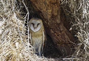 Barn Owl Gallery: Barn Owl - male in its nest - Kalahari Desert, Kgalagadi
