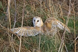 Barn Owl - Manteling its prey